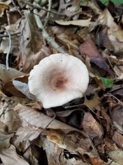 Lactarius cinereus