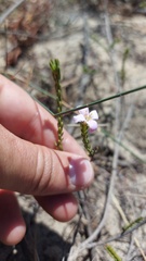 Lachnaea uniflora