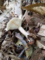 Lactarius cinereus