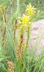 Bulbine abyssinica