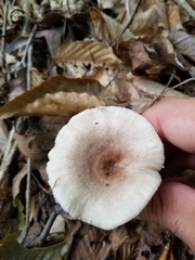 Lactarius cinereus