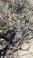 Phylica thunbergiana