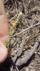 Phylica thunbergiana