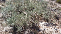 Aspalathus ternata