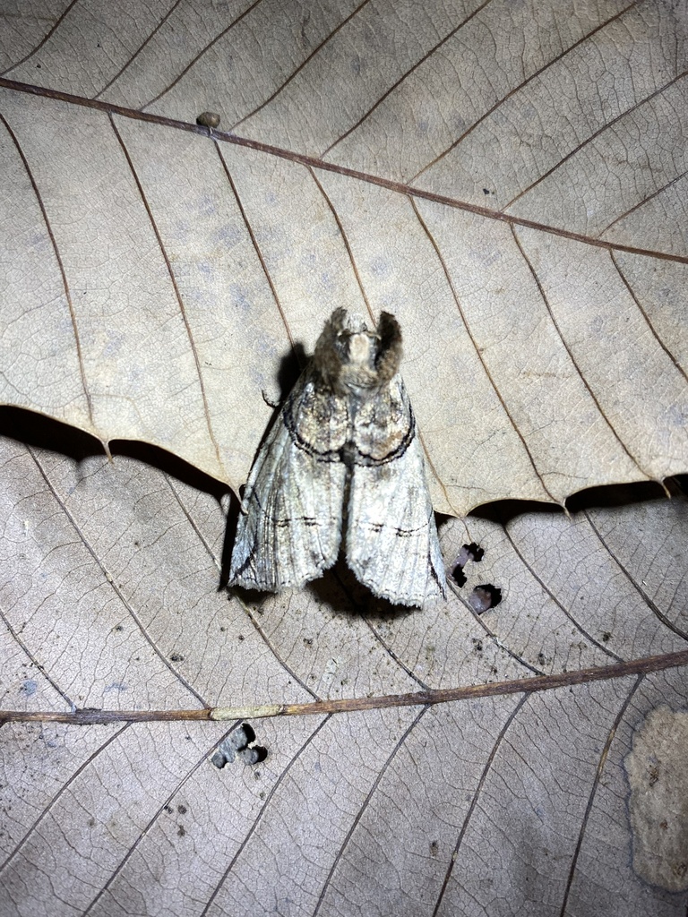 Neotogaria