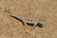 Phrynocephalus sakoi