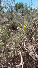 Aspalathus ternata