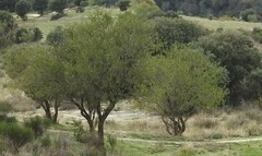Prunus amygdalus