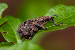 Microcerus