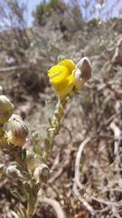 Aspalathus ternata