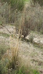 Stipa lagascae