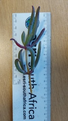 Ruschia klipbergensis