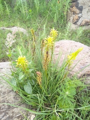 Bulbine abyssinica