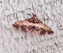 Nacoleia