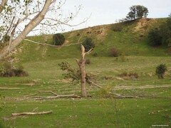 Populus × canadensis