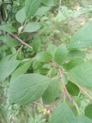 Prunus spinosa dasyphylla