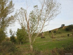 Populus × canadensis