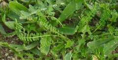 Biserrula pelecinus