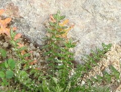 Diplotaxis catholica