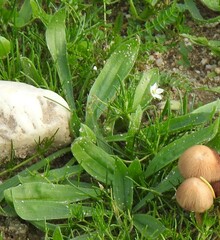 Diplotaxis catholica