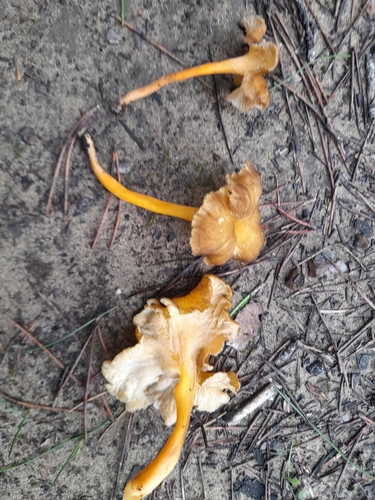 Craterellus lutescens — (c) etrusko25, some rights reserved (CC BY)