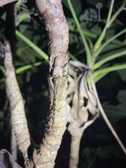 Aulaconotus pachypezoides