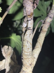 Aulaconotus pachypezoides