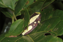 Dendropsophus leucophyllatus