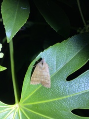 Eupsilia quadrilinea