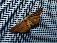 Idaea ochrata