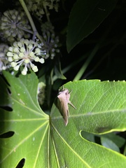 Eupsilia quadrilinea