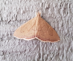 Hyalobathra crenulata