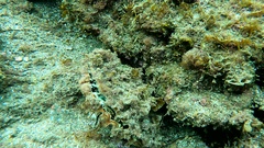 Pinna rudis