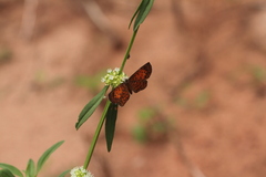 Parvospila lucianus