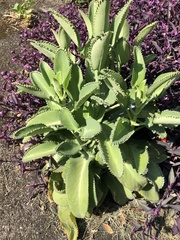 Kalanchoe laetivirens