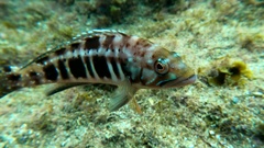Serranus atricauda