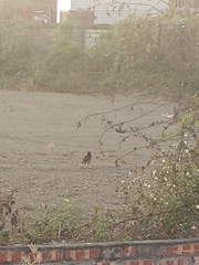 Acridotheres javanicus