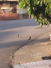 Acridotheres javanicus