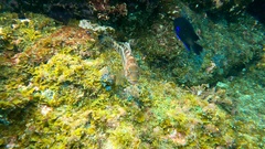 Serranus atricauda