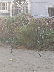 Acridotheres javanicus