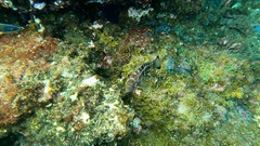 Serranus atricauda
