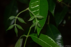 Bouchardatia neurococca