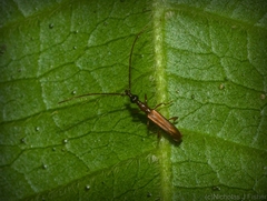 Cerobates ophthalmicus