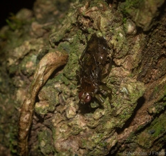 Hippoboscidae