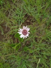 Gerbera viridifolia