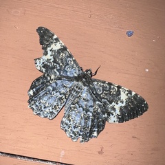 Lepidoptera