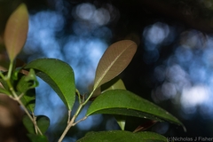 Acronychia pauciflora