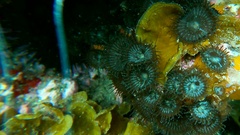 Palythoa grandiflora