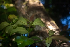 Acronychia pauciflora