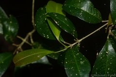 Acronychia pauciflora